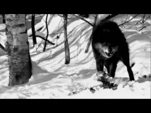 Video: Stalley ft DJ Khaled - City Of 30,000 Wolves